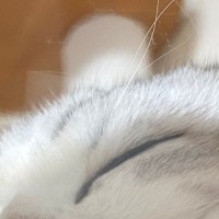 キャットタワーの透明ボウルで『気持ちよさそうに眠る猫』→下から覗いてみたら…尊い光景に反響「にくきゅうが可愛すぎる」「なんて素敵なの」