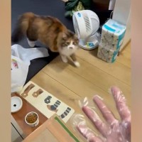 ビニール手袋をつけて『猫にちょっかい』をかけると…可愛すぎる反応に1万いいね「目まん丸ｗ」「飼い主のこと大好きなんだなぁ」