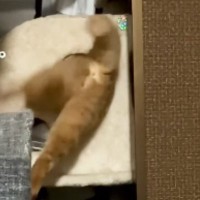 夏前は通れたはずの穴に、猫が挑戦した結果…77万再生された『笑撃的な光景』に「ムチムチお尻可愛いｗ」「プーさんで見たことある」の声