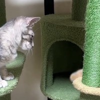 子猫たちのもとにやってきた先輩猫→『しっぽ』に子猫たちが夢中になって…微笑ましい様子に「さすがベテランのしっぽｗ」「頼りになる兄貴」