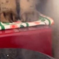 炊飯器のほうを見たら、『2匹の猫』が…思わず笑顔になる『かわいい光景』が65万再生「絶対なんか話してる」「クスっと笑っちゃった」