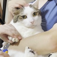 家族で協力して『猫の爪切り』をした結果…微笑ましすぎる光景に「みんな控えめな抵抗でかわいい」「平和やｗ」と癒される人が続出