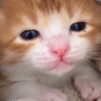 保護されたばかりの赤ちゃん猫→小さな口を開けて…『まさかの行動』が可愛すぎると107万再生「とんでもない破壊力ｗ」「なでなでしたい」