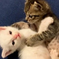 向かい合う2匹の『小さな子猫』…思わず笑顔になる『可愛すぎるやり取り』が956万再生「たまらない」「なんて可愛いんだ」と悶絶の声