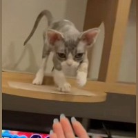 高いところで鳴いていた子猫→『下りたいのかな』と近づいてみたら…予想外の『可愛すぎる行動』が51万再生「赤ちゃん」「甘やかしちゃうね」
