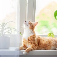 猫は『留守番が得意』なのは本当なの？家を出る前にチェックしておくべきこと3つ