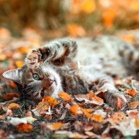 秋を迎えると『猫に起こる変化』4選　変わる理由や気を付けたいことも解説