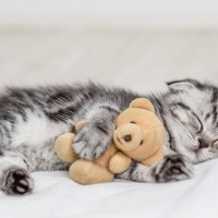 子猫の『成長を邪魔する』絶対にNGな行為5選　避けるべき理由や適切な関わり方まで