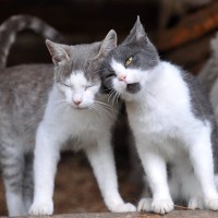 『発情期』を迎えている猫がする仕草4つ　オス・メスの違いや接し方のポイントも