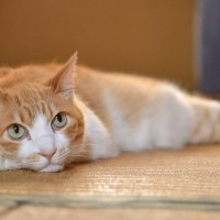 猫と暮らすなら『フローリングか畳』どっちがいい？メリット・デメリットをそれぞれ解説