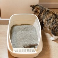 猫の『うんちが臭くなった』ときに疑われる原因6選　確認すべきポイントや見直しが必要なこと