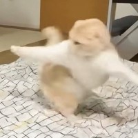 布団を敷くと、猫のテンションが上がって…あまりにも『キレッキレな動き』に「運動会ｗ」「嬉しさが伝わってくるｗ」と47万再生