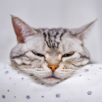 猫があなたに『アゴのせ』してくる5つの理由　どう応えたらいいの？考えられる心理とは