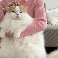 猫のお手入れをしていると、犬が近づいてきて…思わず笑ってしまう『可愛すぎる行動』に「どこで覚えたのｗ」「もう本当に癒されるｗ」の声