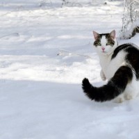 猫のしっぽが『膨らんでいる』ときの理由5つ　読み取れる心理や接するときのポイント
