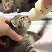 生後15日を迎えた子猫たちの『ミルクタイム』…思わず笑みがこぼれる『尊い光景』が10万再生「見守り隊可愛すぎる」「癒された」