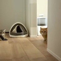 『赤ちゃんの寝かしつけ』に苦戦していると、猫たちが集まってきて…ほっこりする光景が11万再生「優しいお兄ちゃんたち」「ほんとお利口」