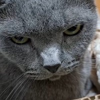 パパに絡まれて『怒りを溜めていた猫』→チョップをされたら…思わず笑ってしまう展開が14万再生「鋭い眼光ｗ」「貫禄ありますなぁ」