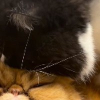『同居猫を襲っている』と思ったら…まさかの行動が可愛すぎると16万再生「匠の技を見てる気分ｗ」「今日の疲れが吹っ飛んだｗ」