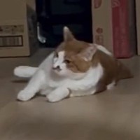 ゴロンと寝転ぼうとしていた猫→次の瞬間、飼い主がいることに気づいて…可愛すぎる行動に「癒されたーｗ」「フッと笑ってしまった」と反響