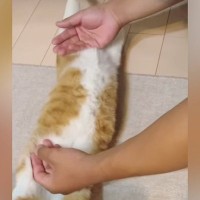 床でくつろいでいた猫→近づいてきた次男に体を『ピーン』と伸ばされて…まさかの光景に「えぇーー可愛すぎｗ」「笑ったｗ」と反響