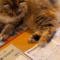 『教科書の上に乗った猫』を手でどかしたら…宿題が進められない様子に笑う人が続出「担任に見せるしかないｗ」「いいところに座るよねｗ」