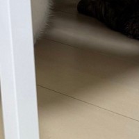 椅子の下にいた『2匹の猫』→同じ方向をじっと見つめていて…嫌な予感がする瞬間に「わかりすぎるｗ」「ドキドキするよね」と共感の声続出