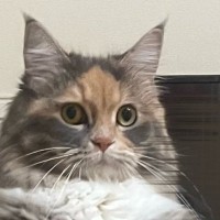 テレビ台の前にいた猫…日付が変わった瞬間に見せた『予想外すぎる行動』に「交信してるねｗ」「人入ってるｗ」「じわじわきた」の声