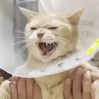 爪切りで大暴れする猫→『パパ考案の対策グッズ』を試してみたら…驚愕の展開が36万再生「一家総出の大騒動ｗ」「涙が出るくらい笑った」