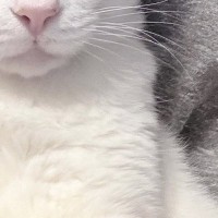 猫のイラストが入ったTシャツを着た飼い主→そばにいる『愛猫の表情』を見ると…まさかの光景に「顔ｗｗｗ」「サイコーすぎるｗ」と爆笑の声