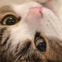 仰向けになってくつろぐ猫→カメラ目線になった次の瞬間…『キュンとくる光景』に6万いいね「アイドルやないかい！」「最幸なファンサ」