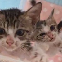 3匹の保護子猫→『ごはんの時間』になると、テンションが上がって…想像を超える光景に「2倍速かと思ったｗ」「戦いだねｗ」と64万表示