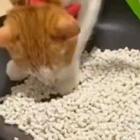 猫トイレの砂を新しいものに交換していると…猫がとった『かわいい行動』に「気持ちよさそうｗ」「床がきれいなの凄い」と56万表示