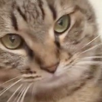 「やばい可愛すぎる」飼い主の肩に乗ったネコ…直後に見せた『まさかの甘え方』に「泣きそうになった」「大好きなんだね」と悶絶の声