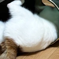 トンネルで大暴れする猫→飼い主に注意されると…「たまらなく可愛いｗ」思わず笑顔になる光景に5万いいね「小さい子供みたいｗ」