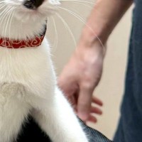 動物病院に連れてこられた猫…キャリーバッグを開けた瞬間の『100点満点のリアクション』に19万いいね「表情が最高」「めっちゃ可愛い」