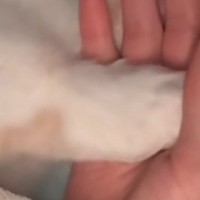 毛布をかけてもらった猫→飼い主と手をつないで…愛おしい光景に「可愛すぎて泣きそう」「癒やしのお裾分けありがとう」と16万再生