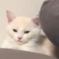 静かに座っていた猫→顔を見ていると、じわじわ『変顔』になって…思わず笑ってしまう光景に「だんだん目がｗ」「魂抜けてる？ｗ」の声