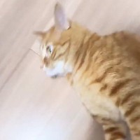 くるくる回してもらうのが大好きな猫→飼い主が手を止めると…笑ってしまう光景が58万再生「想像以上に回ってるｗ」「可愛すぎて笑った」