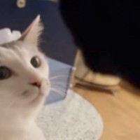 姉猫にかまってほしい弟猫が『ちょっかい』をかけた結果…「目つきが変わったｗｗ」まさかの展開に「怖い怖いｗ」「圧が凄いｗ」と19万再生