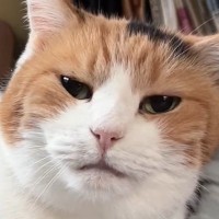 朝、目が覚めると『隣にいた甘えん坊の三毛猫』→飼い主が手を近づけたら…幸せ溢れる『朝のルーティン』に「なんて素敵」「うらやましい」の声