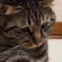 飼い主の足をチョンチョンと触っていた猫…見られていることに気づいた瞬間の『可愛すぎる反応』が290万再生「想像以上に気まずそうｗ」