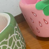 猫ベッドが3つ並ぶ部屋、夏用も冬用も揃えたのに…猫が選んだ『まさかの場所』に「文句ある？って顔ｗ」「安定のしっくり感」と反響