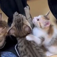 人間のもとに集まってきた『子猫たち』→次々とよじ登り始めて…まるでキャットタワーのような光景に「地味に痛いよねｗ」「羨ましいｗ」の声