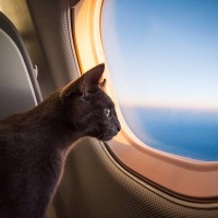 「猫と一緒にフライトを楽しみたい！」インドで広がるペット同伴の飛行機旅行
