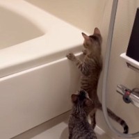 体が小さくて『バスタブの中を覗けなかった子猫たち』…成長した『現在の様子』にほっこり「かわいすぎｗ」「後ろ姿がたまらん」と反響