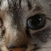 目を大きく見開く猫→『鼻先』をよく見ると、何かがついていて…可愛すぎる瞬間に「ピアスかなｗ」「吹いてしまったｗ」と笑う人が続出