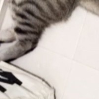 飼い主がお風呂から出てくるのを『待っていた猫』…思わず笑ってしまう『まさかの光景』に反響「可愛いｗｗ」「うらやましいｗ」