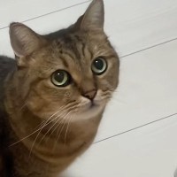 10分だけお留守番することになった猫→ママが帰ってくると…『可愛すぎる行動』に反響「10分ぶりの感動の再会」「小言が止まらないｗ」