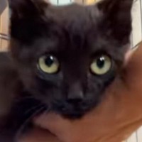 保護された新入り子猫→ケージの中に戻そうとすると…超甘えん坊な『可愛すぎる反応』が49万再生「負ける予感しかしないｗ」「すごい圧ｗ」